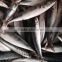 Fish product pacific mackerel for sale