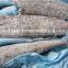 Smooth Skin Frozen Oil Fish