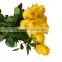 Fragrant aroma crazy selling weddings decoration online shopping rose yellow crown rose for wedding decoration