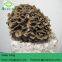 Maitake Mushroom