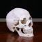 White New Resin Skulls Resin Model Medical Realistic lifesize