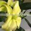 Fashion yellow king lilies flower