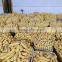 2016 new crop frozen whole sweet corn stick