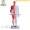 High Quality Chinese acupuncture human parts model 60CM
