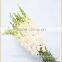 china importers long stem small petals fresh cut antirrhinum flower