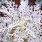 Top quality Senecio cineraria and other fresh cut flowers with the high quality