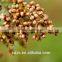Looking for feed sorghum
