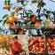 Chinese original Healthy Food the Dried Persimmon wholesale from xi'an