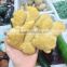 High Quality Crystal Stone Fake Vivid Vegetables Model For Sale