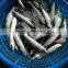 Mackerel For Bait