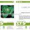 C40 ZG no.11 early maturity f1 hybrid 50 days round cabbage seeds