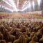 Automatic Chicken Feeding Equipment With Good Price