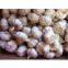 normal white garlic