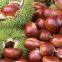 Wholesale Advanced Quality Imported Fresh Chestnuts Fresh Delicious Chestnut Price