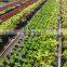 Landscape fabric with holes pre-made to six inch space for lettuce planting