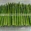 Frozen Green Asparagus with BRC/Kosher/HACCP