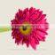 Classic and pretty export roses flowers rose with 0.6-0.8kg/bundle from Yunnan, China