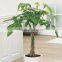 5 braided 60cm pachira aquatica bonsai money tree plant indoor ornamental decorative potted plants nursery