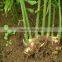 2014 Fresh Ginger and Air Dry Ginger in China