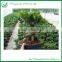 Ficus Ginseng Bonsai