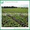 Ginseng Ficus Microcarpa