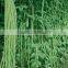 Chinese grreen long cowpea seeds good quality bean seeds