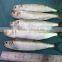 sardine sagax