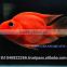 Red Parrot Cichlid Fish Farm For Sale and Export