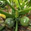 Early maturity green peel excellent shining zucchini seed Round green F1 hybrid squash/zucchini seeds no.80