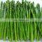 Sinocharm BRC A approved Freezing Asparagus Whole Frozen Asparagus