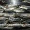 Frozen Sardine Supplier with size 10 - 12 pcs / kg