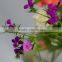Decorative Sweet William women's day fresh cut flower