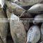 SkipJack Tuna ,stripe Tuna