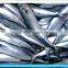 Frozen Pacific Mackerel