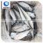 High Quality Frozen hard tail scad in fish
