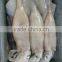 Whole Round Illex Squid