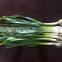 Cold storking fresh natural pure white garlic sprout