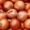 2015 New Crop of Fresh Onions Packing in Mesh Bag From China