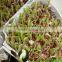 Home Plastic soya bean sprout machine