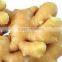 China Shandong Size 100g/150g Fresh Ginger