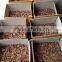 SQUARE CUT CASSIA/ CINNAMON