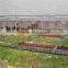 Multi-Span Agricultural Greenhouses