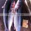 Frozen Grey Mullet Fish