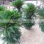 Cycas Revoluta Multi-heads Potted and Rooted