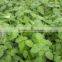 Ocimum sanctum extract