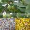 Factory price ginkgo shellingmachine gingko hulling machine