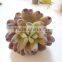 Colorful Succulent Artificial Succulent Wholesale for Plant Wall Decor
