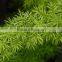 wholesale the top quality Asparagus cochinchinensis and others fresh foliage fillers from Yunnan