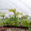 professional high quality greenhouse plastic film on roll
