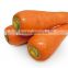 Cheap Fresh carrot with HACCP BRC FDA certificate